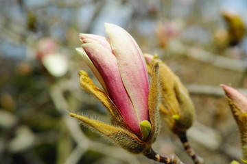 モクレン[木蓮]Magnolia quinquepeta モクレン目モクレン科モクレン属