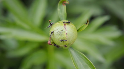 芍薬にたかるアリ