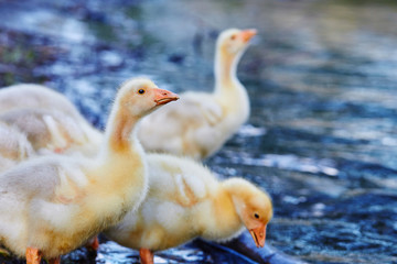 A gaggle of goslings standing near the lake