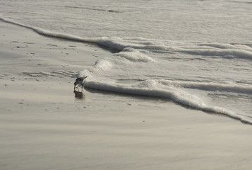 Bird on the beach
