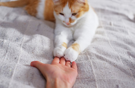 Friendship Between Human And Cat. Paws Are On The Hand.