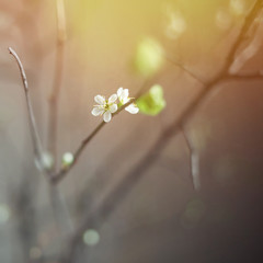 branch of cherry blossoms on beige background. sunlight on the right
