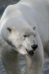 Huge polar bear walking towards front