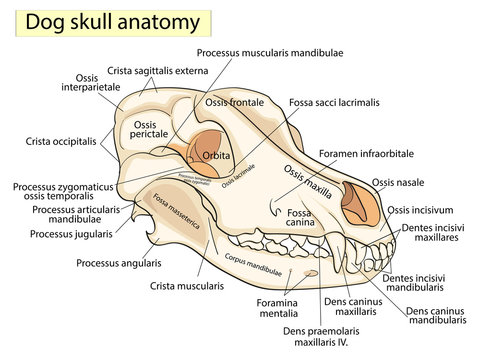 The skull of a dog. Structure of the bones of the head, anatomical design. In Latin