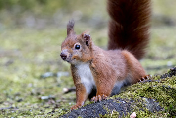 Naklejka na ściany i meble Red Squirrel (Sciurus vulgaris) with scarred nose