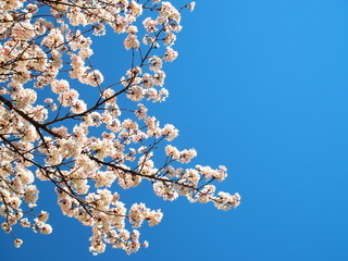 青空と桜の花