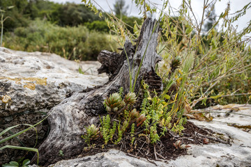 Natural ikibana from wild succulents and green vegetation on an old stump on a large stone with lichen