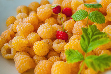 many yellow rasberry