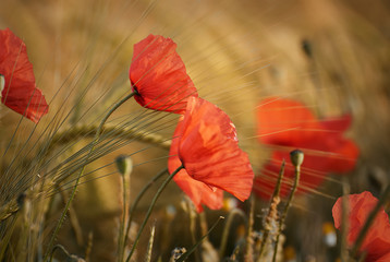 Beautiful poppy flower on a field in summer