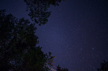 Starry the sky in the forest among branches of trees