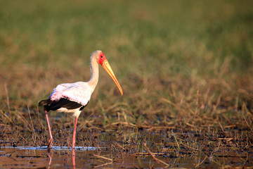 Obraz na płótnie Canvas The Yellow-billed stork (Mycteria ibis), sometimes also called the wood stork or wood ibis standing in the shallow water.