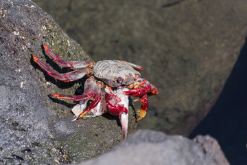 Cangrejo comiendo