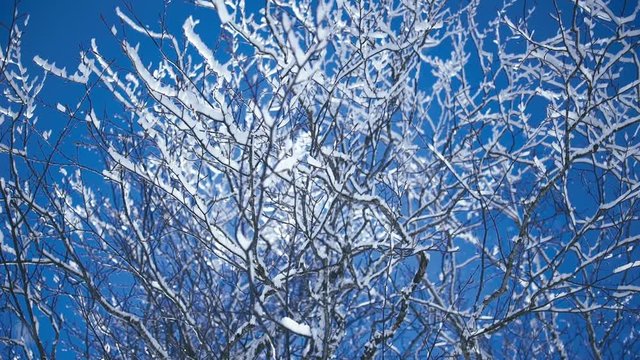 A tree is badly bent under a thick layer of glaze ice