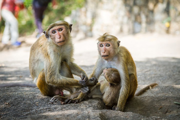 Monkey family protects the baby