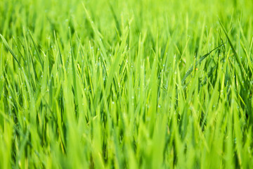 Fototapeta na wymiar Green grass, close-up, Rice Field