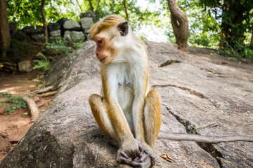 The monkey sits on a rock