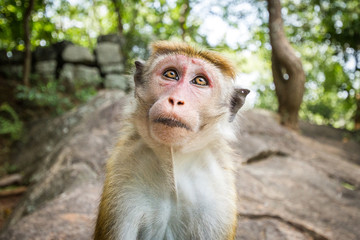 The monkey sits on a rock