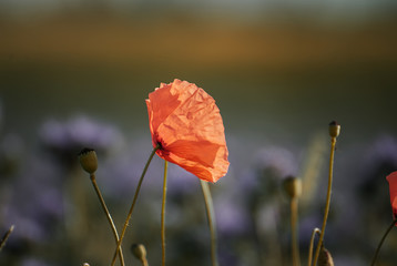 Beautiful poppy flower on a field in summer