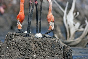 great flamingos Cuba