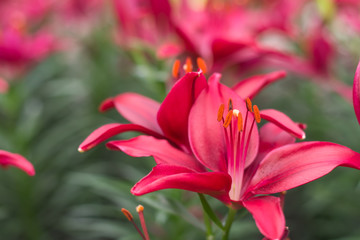 Beautiful lilly flower in garden