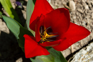 Closeup photo of red tulip core,spring time.Top view.