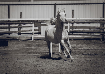 The Arabian mare is sporting in the pen