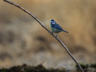 Blue tit