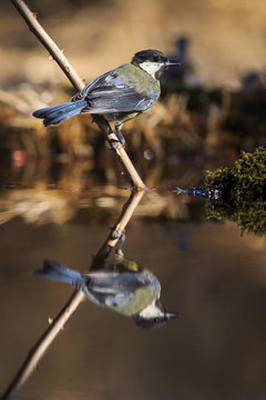 Great tit with reflection, about to drink
