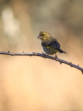 Young greenfinch on a thorn