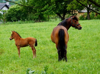 źrebak koń © Edyta