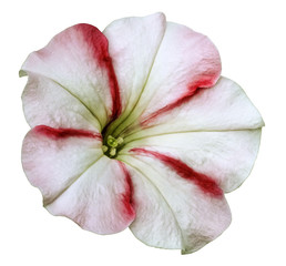 White-red Petunia flower  on white isolated background with clipping path no shadows. Closeup.  Nature.