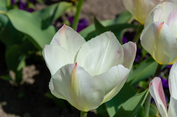 Beautiful white tulips in the garden ,blossoms in spring.Top view