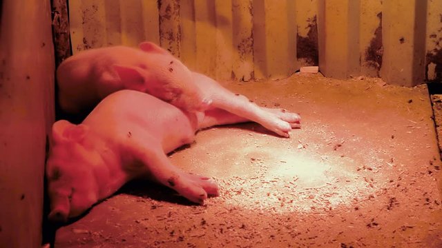 Two little pigs sleeping under a red lamp, dismiss flies 