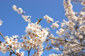 青空に満開の桜