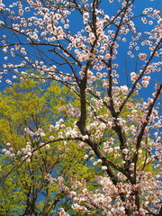 Fototapeta premium 春の公園の木々