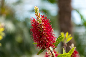 Callistemon rigidus or stiff bottlebrush red flower with green