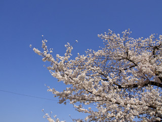 青空下の桜