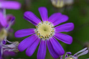 Fototapeta premium Purple Flower