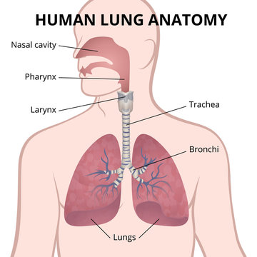 human lungs, trachea and nasopharynx