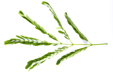 Acacia leaves on a white background.