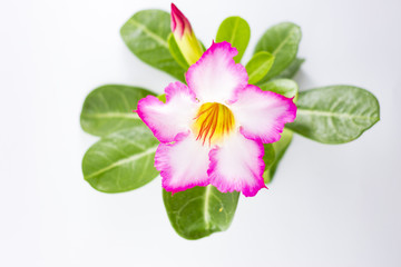 Pink Adenium on a white background