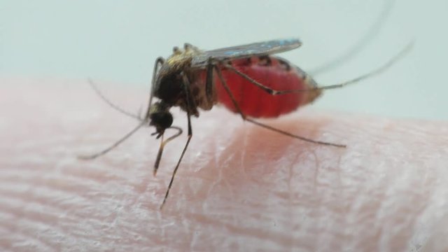 Macro of mosquito (Aedes aegypti) with blood in the stomach after sucking blood. Mosquito is carrier of Malaria, Encephalitis, Dengue and Zika virus