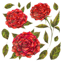 Mixed media clipart set of red rose and green leaves