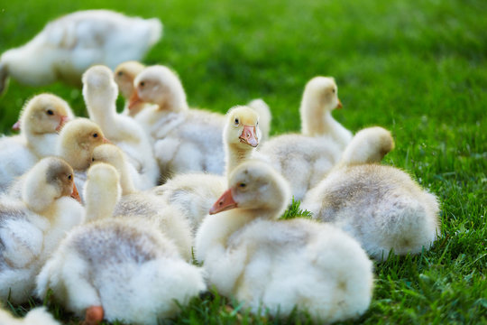A gaggle of goslings, lying on grass