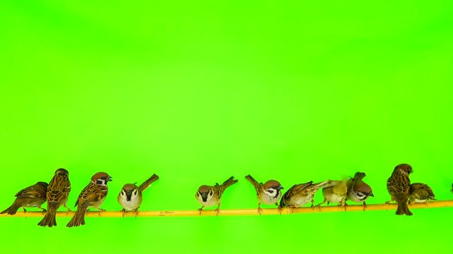 sparrows (passer) sitting on a branch on a green screen