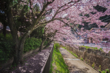 京都 - 桜