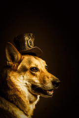 dog with hat