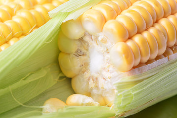 Fresh corn © valeriy555