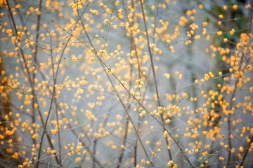 Flowering plant in nature. Branch with spring flowers of yellow color.