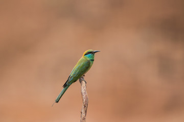 Little bee-eater